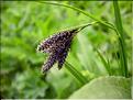 Carex_atrata1537