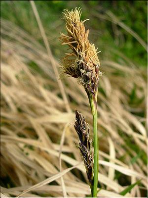 Carex_nigra1530