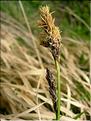 Carex_nigra1530