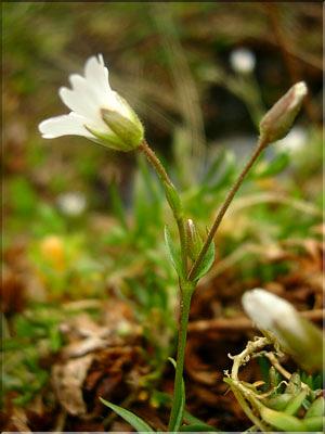 Cerastium_cerastoides1501