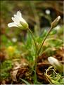 Cerastium_cerastoides1501