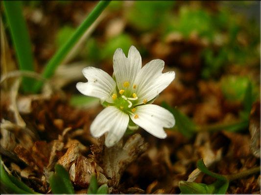 Cerastium_cerastoides1503