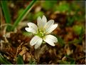 Cerastium_cerastoides1503