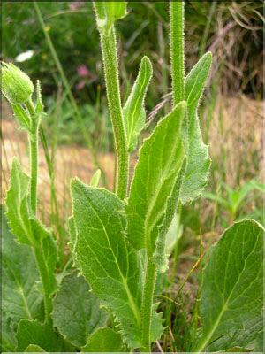 Doronicum_grandiflorum1560