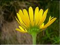Doronicum_grandiflorum1561