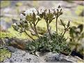 Draba_subnivalis1433