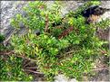 Empetrum_nigrumHerma1419
