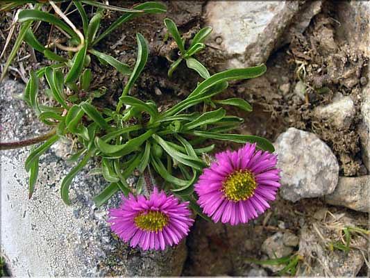 Erigeron_aragonensis1438