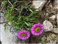Erigeron_aragonensis1438