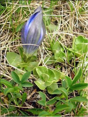 Gentiana_alpina1427