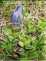 Gentiana_alpina1427