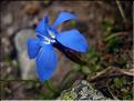 Gentiana_verna1413