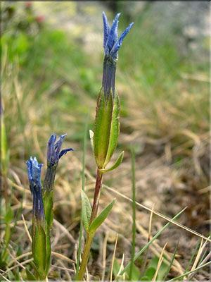 Gentiana_verna1535