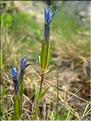 Gentiana_verna1535