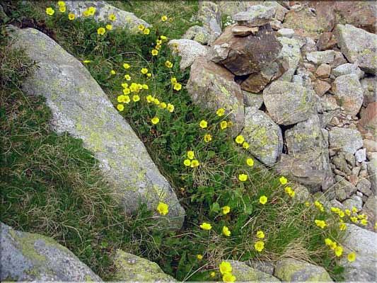 Geum_montanum1410