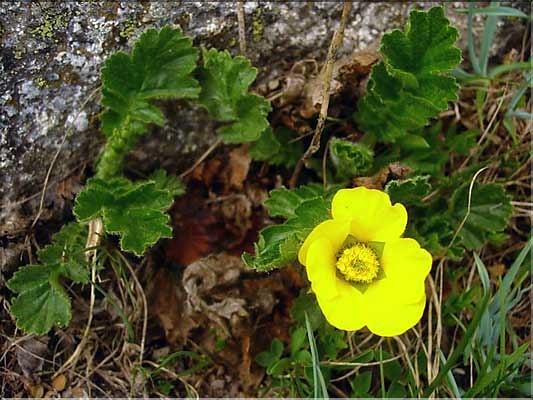 Geum_montanum1444