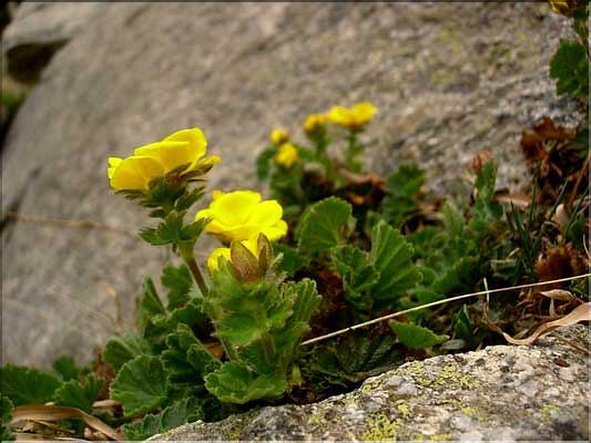 Geum_montanum1455