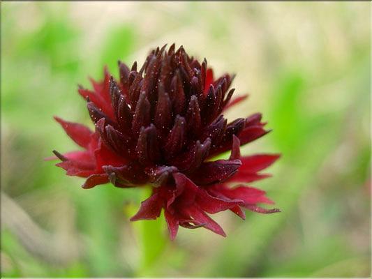 Gymnadenia_nigra1506