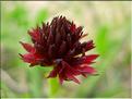 Gymnadenia_nigra1506