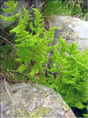 Gymnocarpium_dryopteris1428
