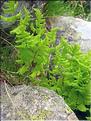 Gymnocarpium_dryopteris1428