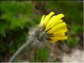 Hieracium_piliferum1508