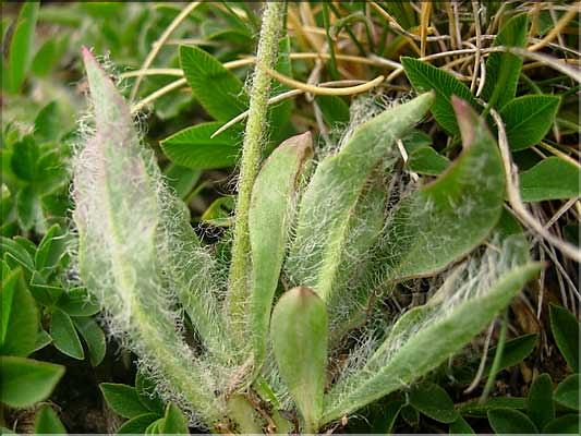Hieracium_piliferum1509