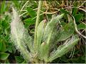 Hieracium_piliferum1509