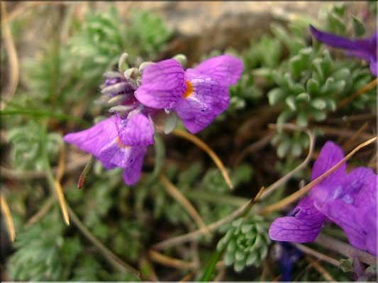 Linaria_alpina1407