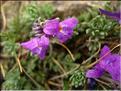 Linaria_alpina1407