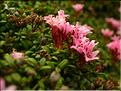 Loiseleuria_procumbens1493