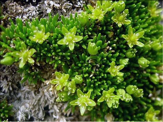 Minuartia_sedoides1431