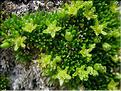 Minuartia_sedoides1431