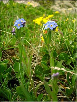 Myosotis_alpestris1461