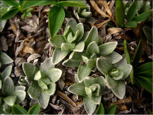 Omalotheca_supina1446