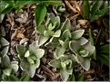Omalotheca_supina1446