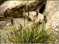 Oreochloa_elegans1449