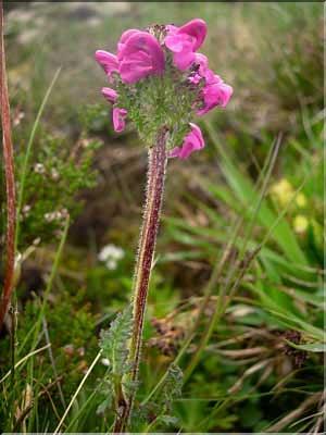 Pedicularis_mixta1547