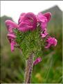 Pedicularis_mixta1548
