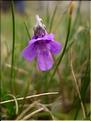 Pinguicula_vulgaris1544