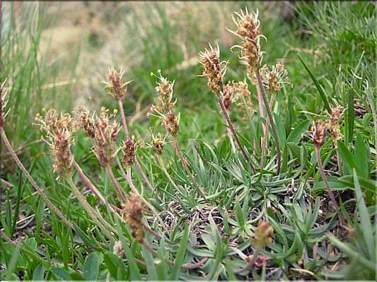 Plantago_alpina1505