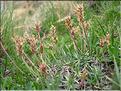 Plantago_alpina1505
