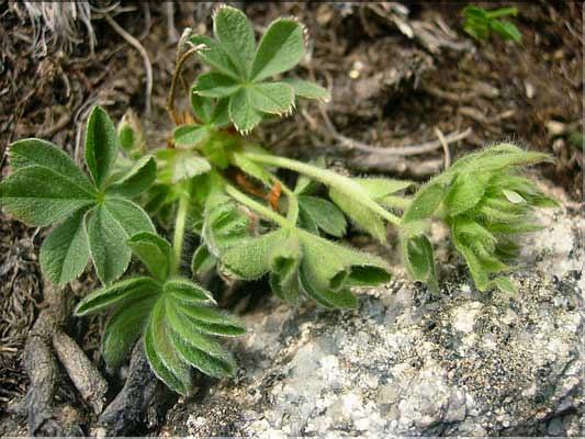 Potentilla_nivalis1510