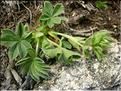 Potentilla_nivalis1510