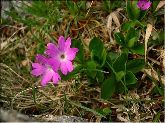 Primula_integrifolia1459