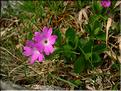 Primula_integrifolia1459