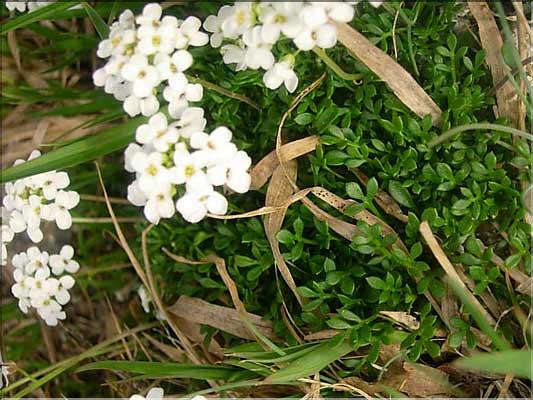 Pritzelago_alpinaAlp1465