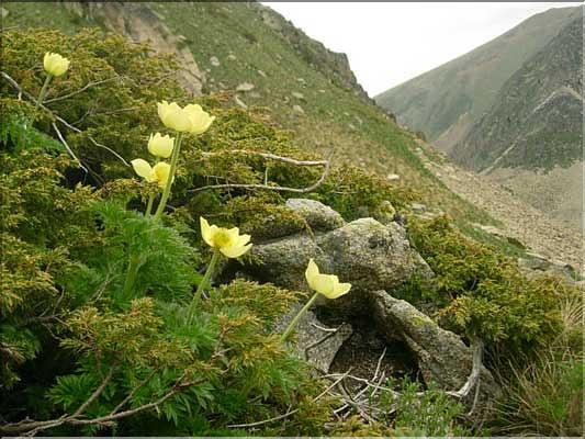 Pulsatilla_alpinaApiif1504