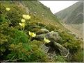 Pulsatilla_alpinaApiif1504