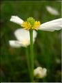 Ranunculus_angustifo1538